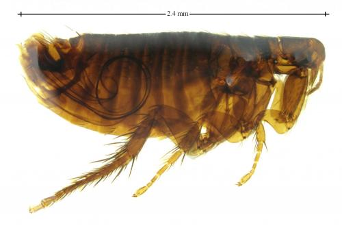 Réf. 243 684 : Megabothris turbidus